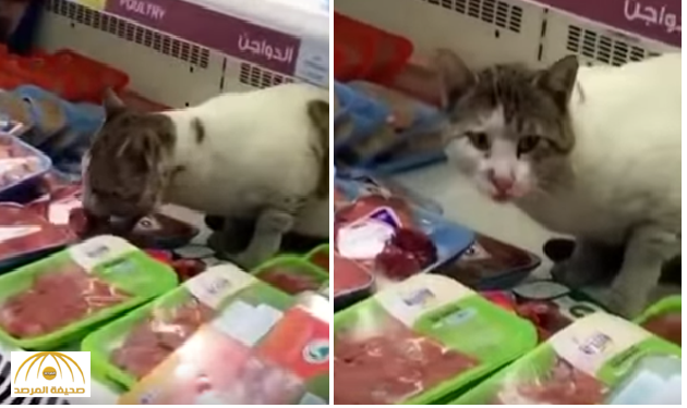 بالفيديو : قطة تأكل من اللحوم المعروضة بثلاجة متجر شهير في جدة