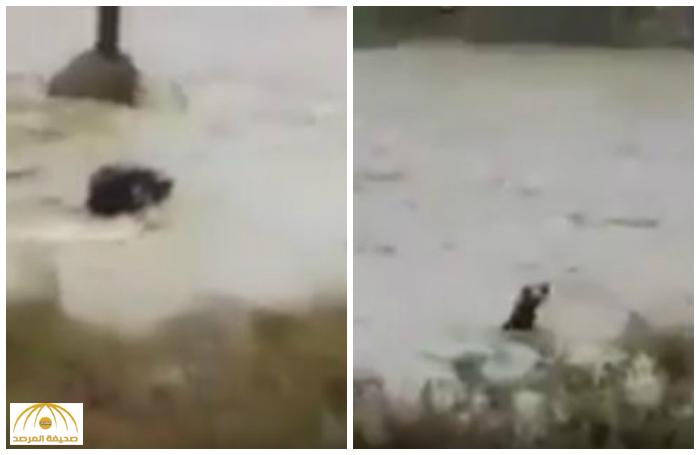 مشهد محزن .. بالفيديو: شاهد لحظة غرق معلمات في سيول محافظة رجال ألمع  بعسير