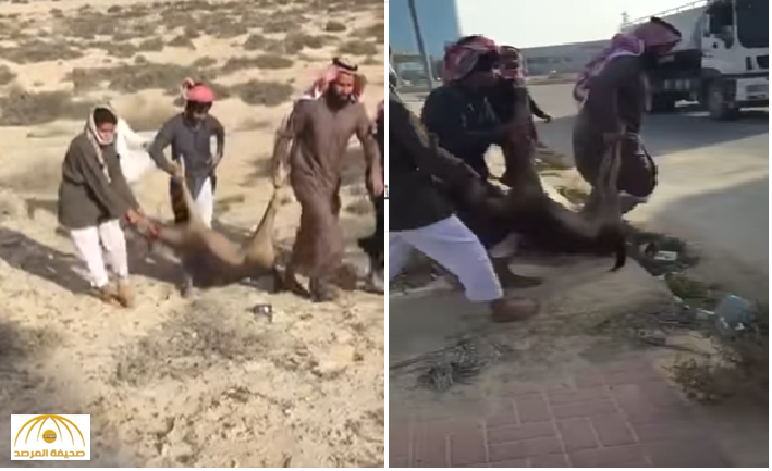 بالفيديو: شباب يذبحون "ظبي" خلف مبنى سكني بالدمام.. وسخط بين رواد التواصل: ملك لأحد المواطنين !