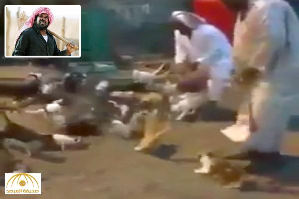 بالفيديو:  شاهد ردة فعل عشرات  القطط عندما رأت مسن سعودي تعود يطعمها