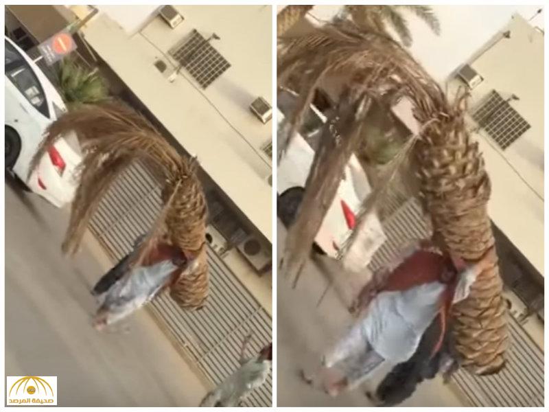 بالفيديو:عامل يحمل نخلة بمفرده يثير دهشة رواد "تويتر"