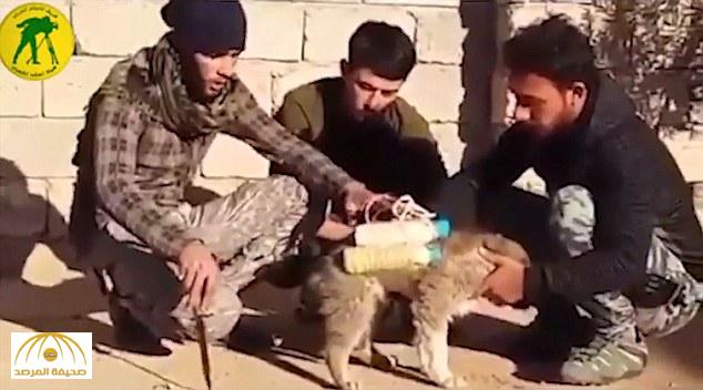 بالفيديو : داعش يفخخ الكلاب