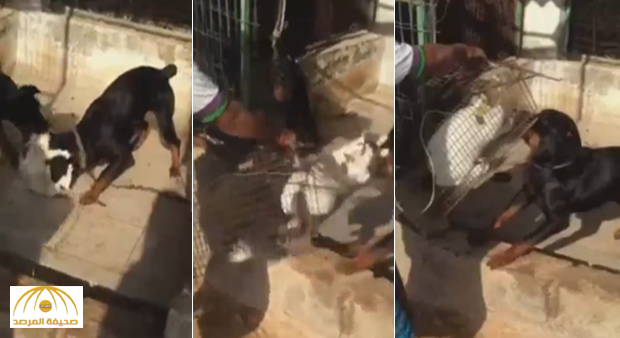 فيديو صادم لتعذيب قطة حتى الموت.. إماراتي يحبس قطة داخل قفص ويقدمها وجبة للكلاب المفترسة تنهش لحمها!