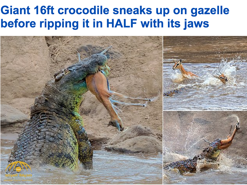 بالصور:تمساح عملاق يُمزق "غزال"نصفين ويلتهمه أمام الكاميرات!