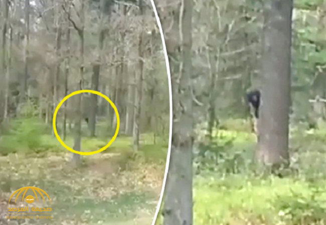 بالفيديو: "مشهد مخيف".. مخلوق ضخم يظهر فجأة في غابة بهولندا !