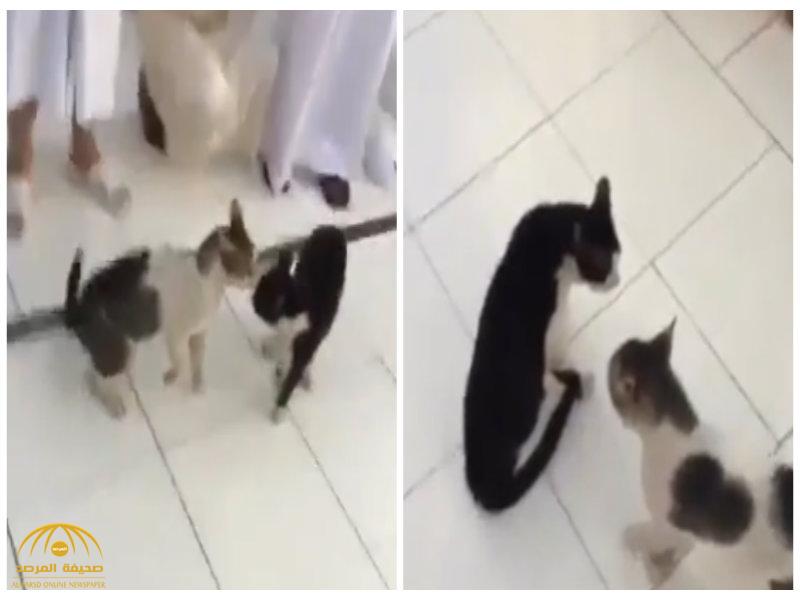 بالفيديو : قطط تحول ساحة الحرم لحلبة مصارعة.. والزوار يفشلون في فك الاشتباك!