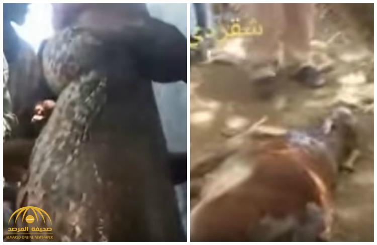 فيديو "صادم" لثور يخرج كاملاً من بطن ثعبان ضخم بالسودان !