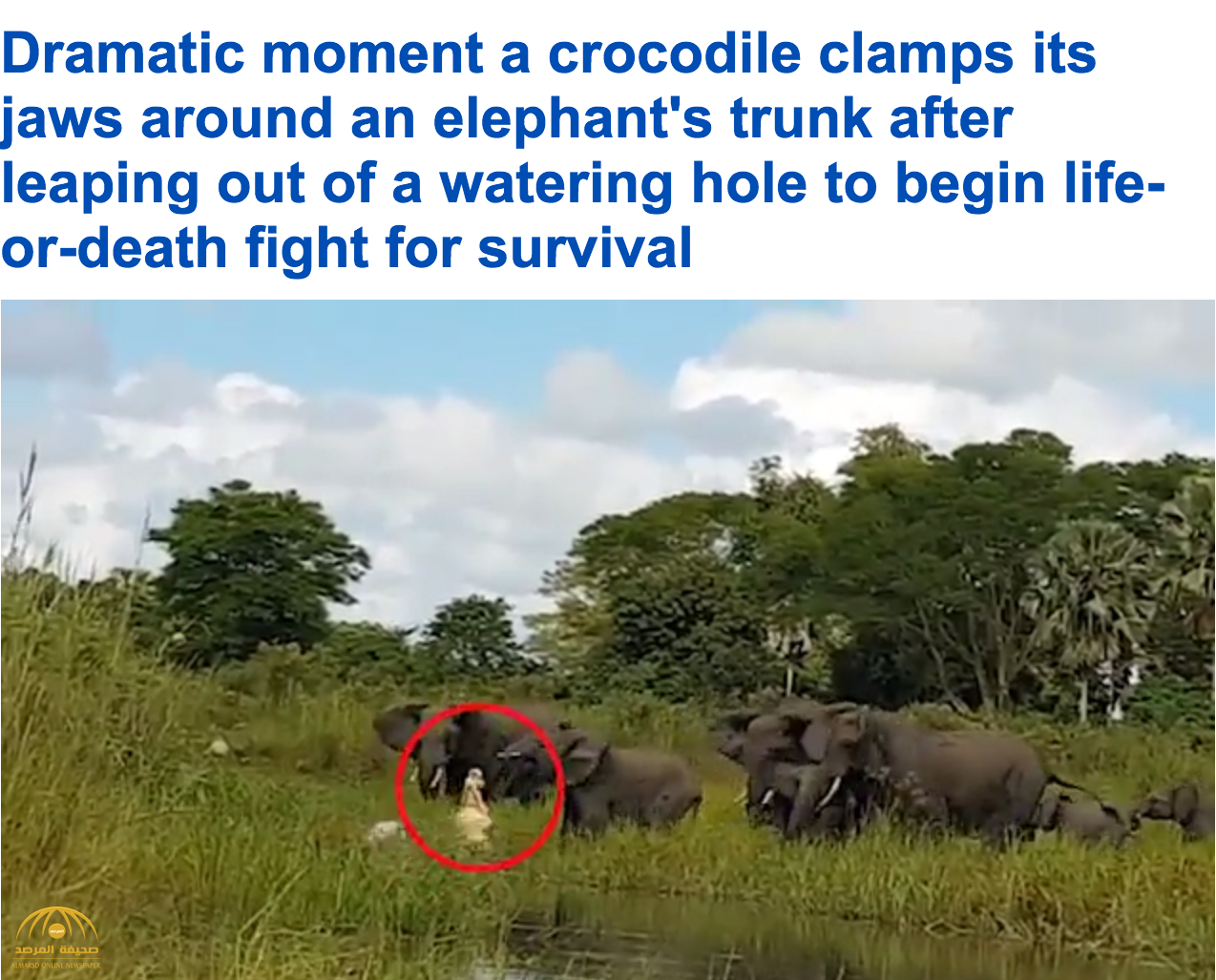 بالفيديو..لحظة نادرة : تمساح يقبض بفكيه على خرطوم فيل صغير..وأمه تنقذه!