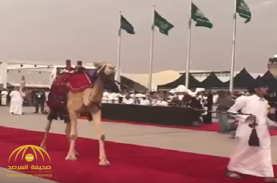 بالفيديو:إبل على "السجادة الحمراء" في استعراض بمهرجان الملك عبد العزيز!
