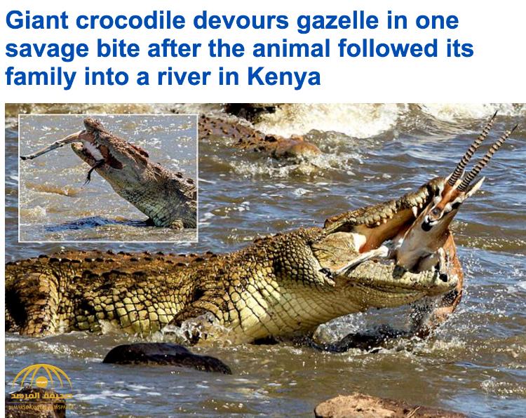 بالصور: شاهد لحظات مروعة .. تمساح يلتهم غزال "مرة واحدة" بكينيا !
