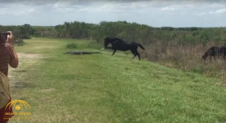 بالفيديو: شاهد ردة فعل حصان أسود عندما رأى تمساح يقترب منه!
