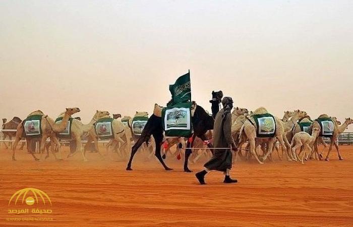 بسبب "الكرافان والعقارب".. مهرجان الملك عبد العزيز للإبل يتحول لإدارة طوارئ وأزمات!