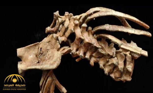 شاهد .. عظام طفلة من 3.3 مليون سنة تكشف تطور العمود الفقري