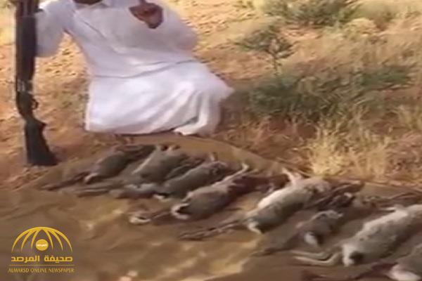 بالفيديو : اصطياد أرانب برية نادرة بصحراء المملكة.. و "الحياة الفطرية" ترد