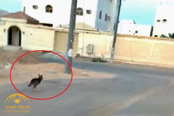 بالفيديو : شابان يقبضان على ذئب شارد أرعب أهالي سكاكا