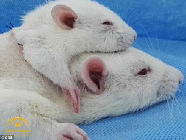 لأول مرة.. تجربة ناجحة لزراعة رأس فأر.. وعلماء يتحدثون عن تطبيق التجربة على البشر-صور