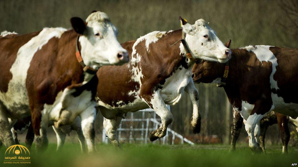 مزرعة أبقار خارج الدوحة تكشف كيف تتأثر قطر بالمقاطعة!