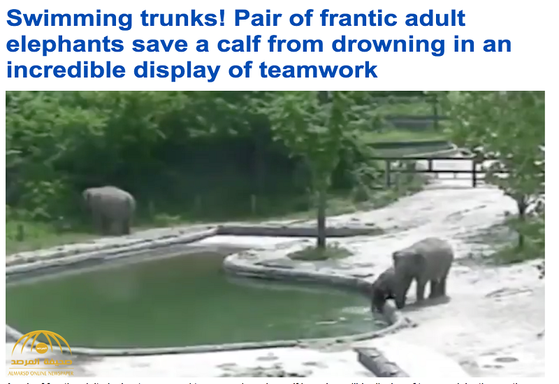 فيديو .. شاهد ردة فعل "أنثى فيل" حين سقط ابنها في بركة مياه !