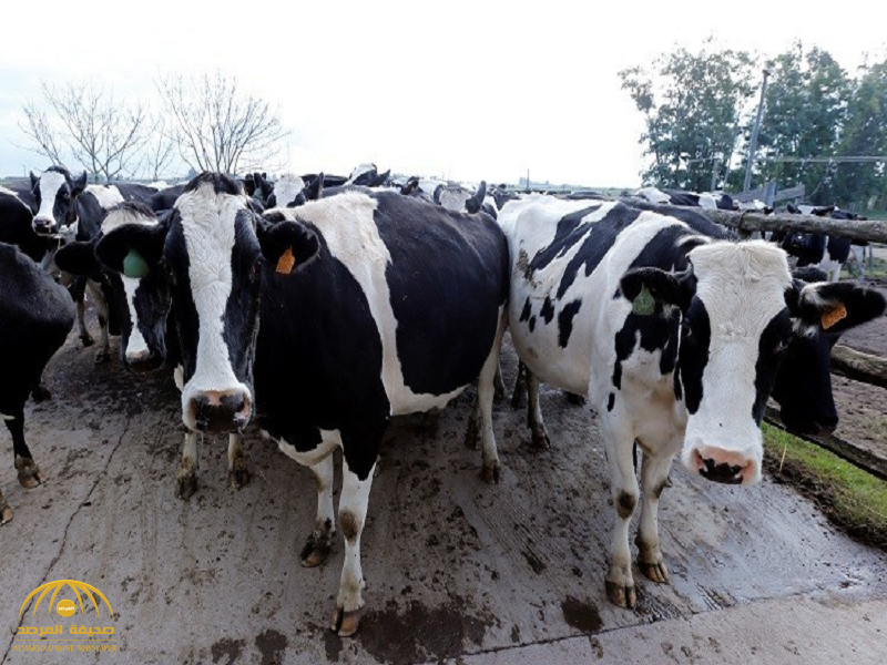 أبقار ألمانية تصل إلى قطر لمواجهة أزمة إنتاج الألبان
