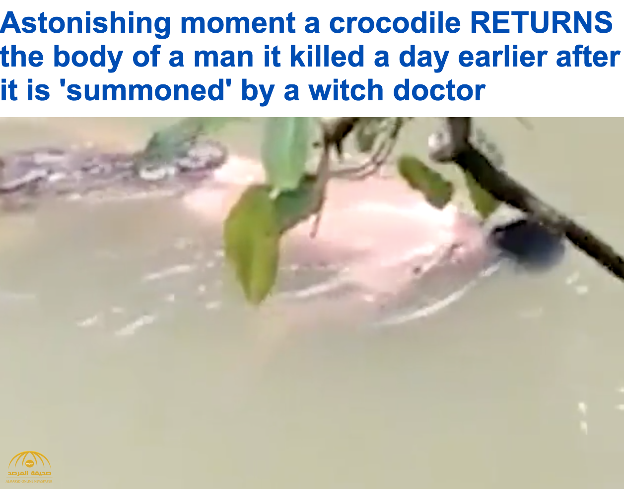 شاهد بالفيديو: تمساح يعيد "جثة" رجل بعد استجابته لتعويذة ساحر إندونيسي!