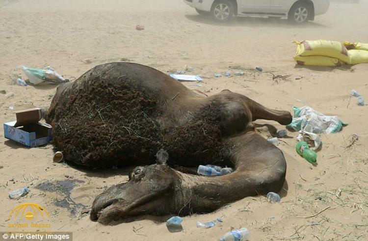 شاهد بالصور: كيف تسبب العطش في موت مئات الإبل في قطر .. والمزارعون يتمنون العودة للسعودية !