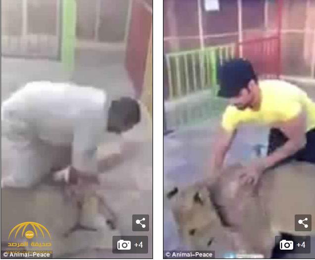 فيديو مثير للقلق: رجلان يتعاملان بوحشية مفرطة مع "أسد"!