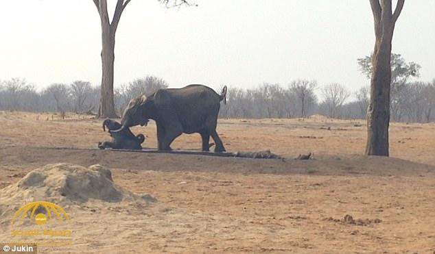 فيديو مؤثر: شاهد كيف استطاعت أنثى الفيل من إنقاذ طفلها الصغير قبل أن تلتهمه الأسود