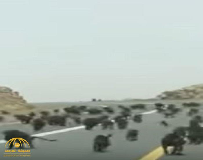 شاهد بالفيديو: مجموعات ضخمة من القرود تقطع الطريق بين "بيشة" و"العلايا"