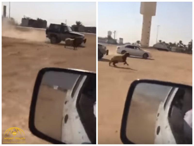 بالفيديو: مطاردة خروف هارب من صاحبه..ودورية أمنية توقفه!