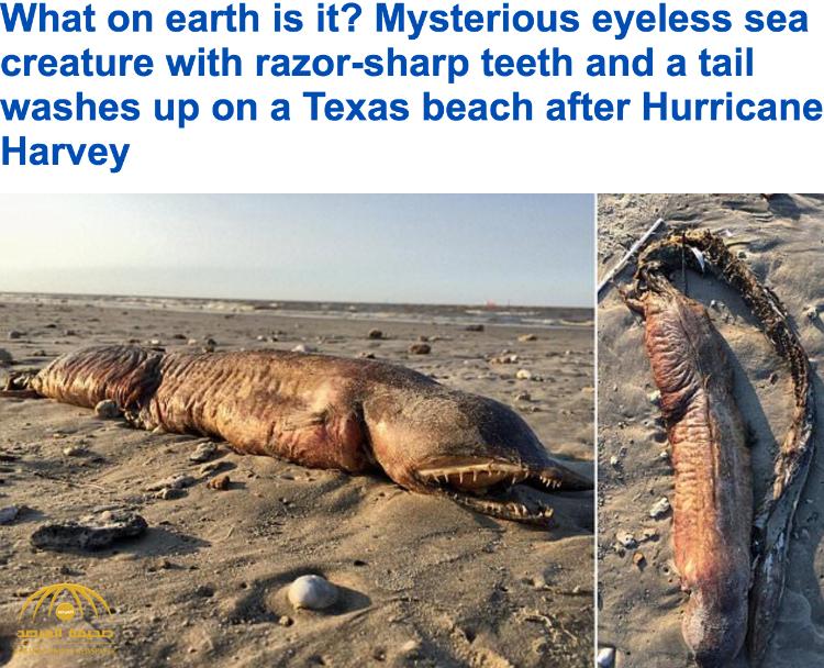 بالصور ..  إعصار  هارفي يقذف حيوان بحري غريب على شواطىء تكساس