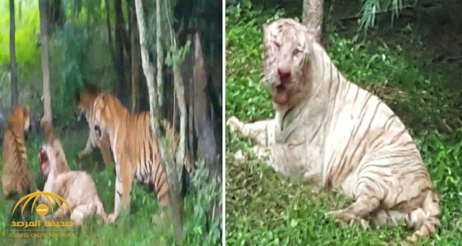 بالفيديو .. نمر «نادر» يتعرض لافتراس مروع في حديقة حيوان !