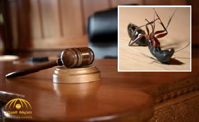 مواطن يترافع عن "نملة " أمام محكمة عفيف.. والقاضي:يطالب بوكالة شرعية من ذوي الدم!