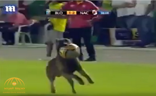 شاهد.. كلب يقتحم ملعباً خلال مباراة ويقتنص الكرة من اللاعبين ويضعها في فمه!