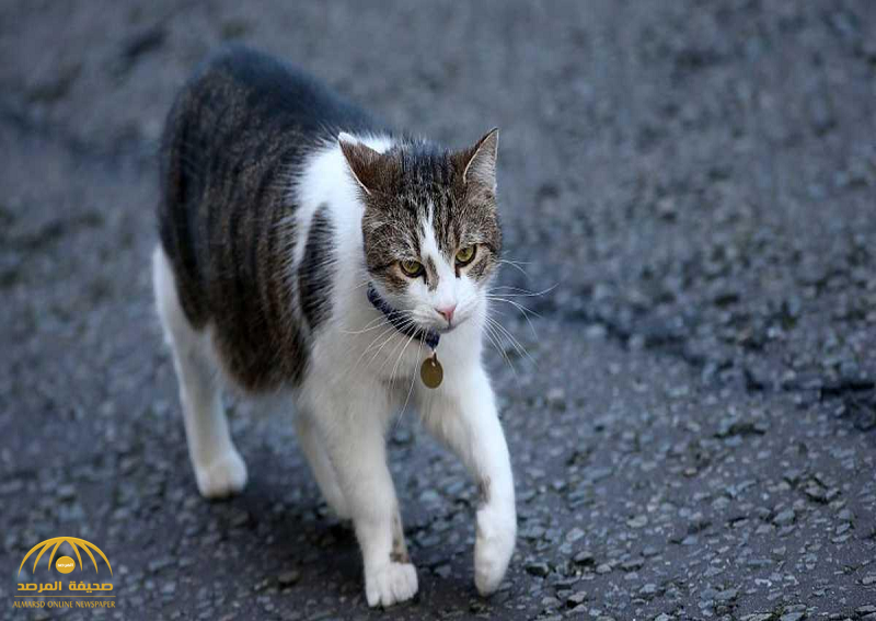 قطط "قاتلة" في اليابان