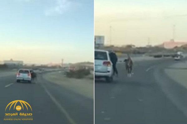 شاهد: مواطنان يستعرضان بحصان ومركبة على الطريق العام.. والمرور تتفاعل!