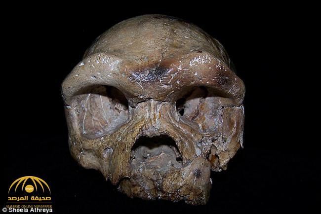 تعرف على بقايا جمجمة «دالي» التي قد تغير تاريخ تطور الإنسان كله - صور