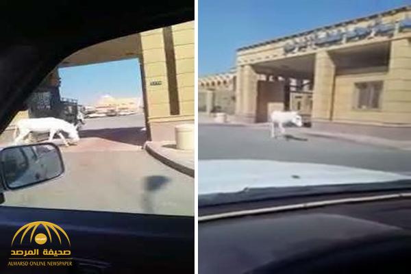 بالفيديو.. بلدية الدلم تقدم شكوى ضد مصور مقطع الحمار