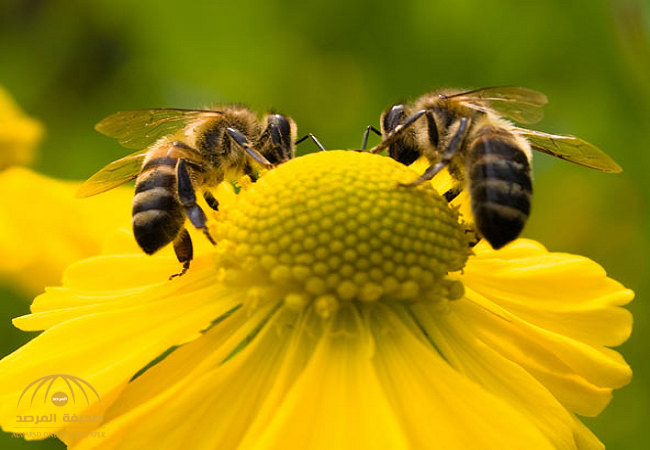 تعرف على عجائب سمّ النحل في علاج واحد من أكثر الأمراض خطورة على الإنسان