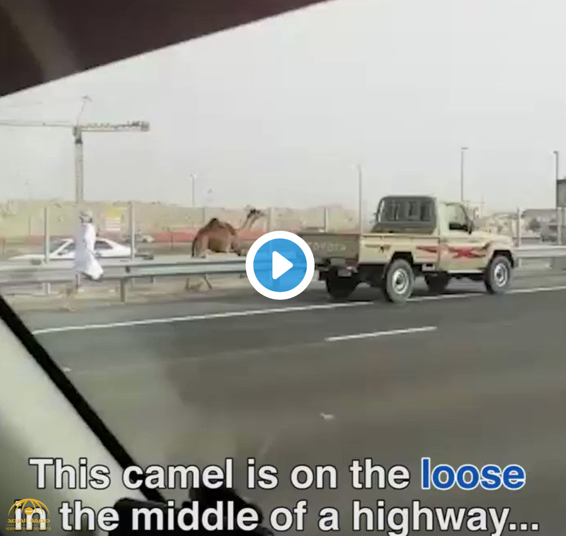 فيديو : شاهد .. إماراتي يركض وراء جمله الهارب وسط طريق مزدحم بالسيارات في أبو ظبي !