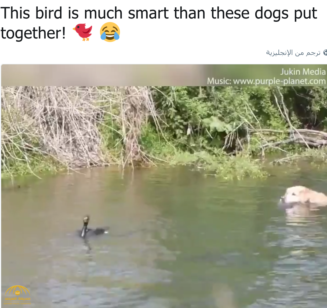 شاهد: حيلة ذكية لـ "بطة" أنقذت نفسها من كلاب حاولت الفتك بها في النهر!