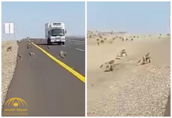شاهد .. انتشار مئات "القرود" على الطريق السريع بين مكة والمدينة
