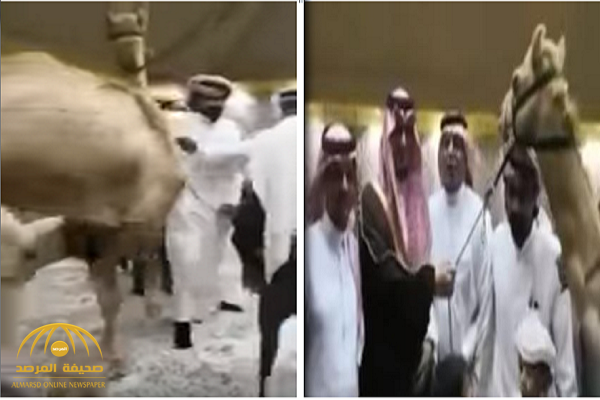 بالفيديو: مواطن يهدي نائب أمير المدينة المنورة "ناقة سبوق" والأمير يقبلها بشرط!