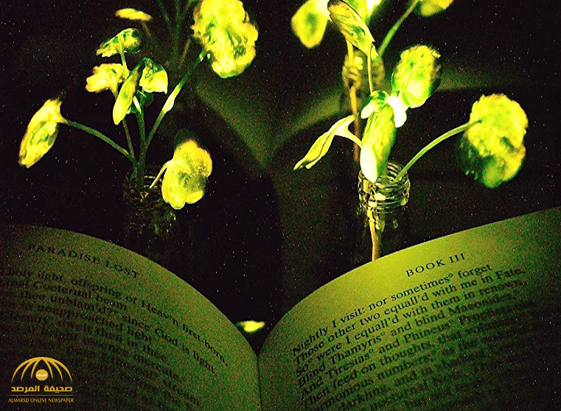 إنجاز علمي غير مسبوق .. بالفيديو : علماء يطورون نباتات مضيئة في الظلام