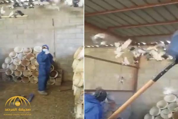 بالفيديو : عمال وزارة البيئة يتخلصون من الطيور المصابة بالأنفلونزا بضربها بـ "الكريك"
