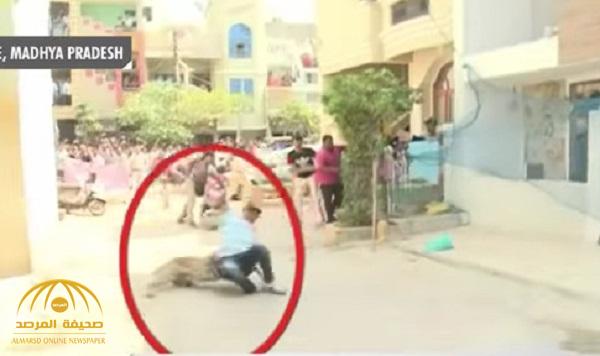 بالفيديو .. لحظة هجوم "فهد" شرس على أحد السكان في الهند