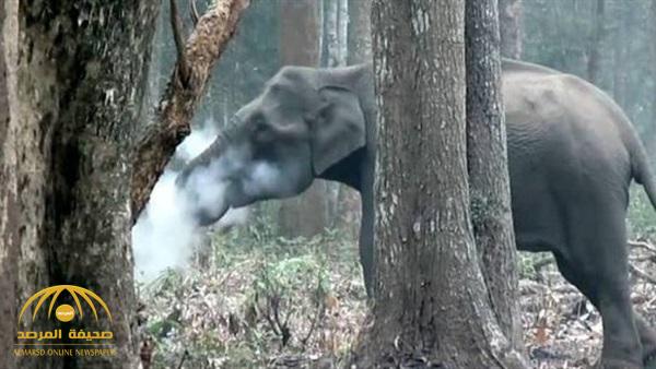 وضع العلماء في مأزق.. شاهد: فيل يدخن داخل محمية في الهند!