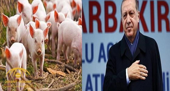 أردوغان يسمح باستيراد لحوم الخنازير من البوسنة والهرسك