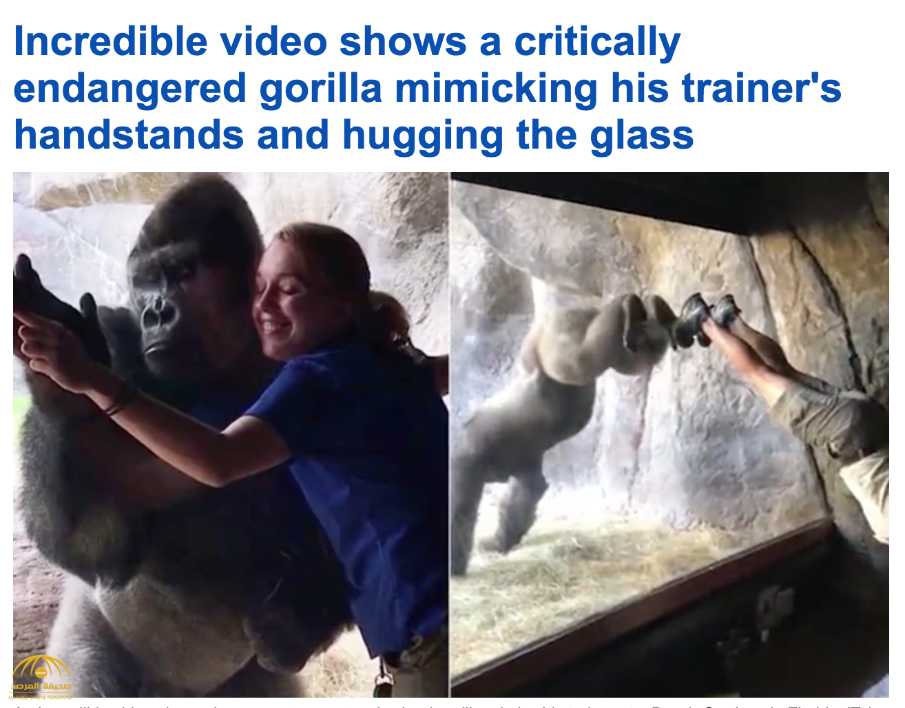 شاهد بالفيديو: ذكر غوريلا يحتضن مدربته عبر الزجاج و يقلد حركاتها في حديقة حيوان بفلوريدا