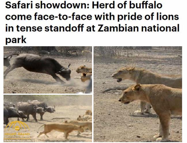 شاهد .. معركة شرسة بين قطيع "جاموس" و "أسود" داخل محمية في زامبيا