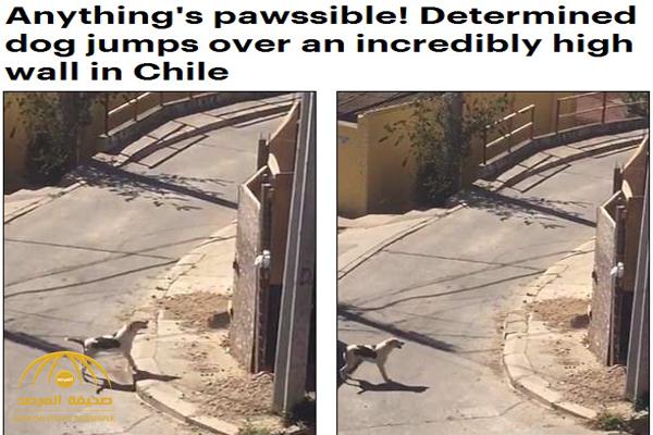 بعد عدة محاولات فاشلة.. شاهد كلب ينجح في القفز من فوق جدار شديد الارتفاع في تشيلي!
